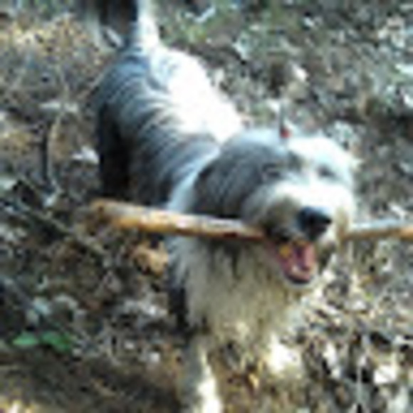 Meet your Posher, Joseph - Picture 1 of 1